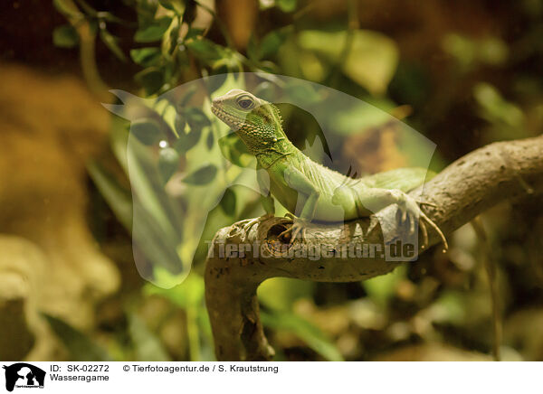 Wasseragame / water dragon / SK-02272