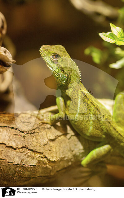 Wasseragame / SK-02273