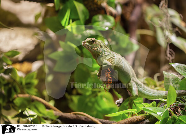 Wasseragame / water dragon / SK-02310