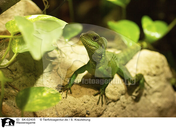 Wasseragame / water dragon / SK-02405