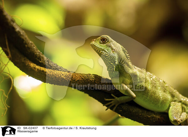 Wasseragame / water dragon / SK-02407