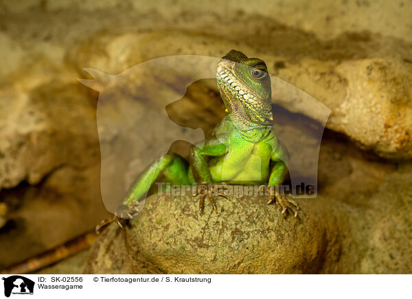 Wasseragame / water dragon / SK-02556