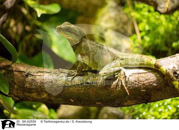 Wasseragame / water dragon / SK-02559