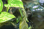 Wasseragame