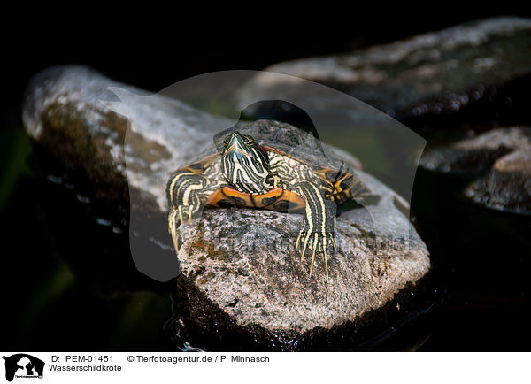 Wasserschildkrte / PEM-01451