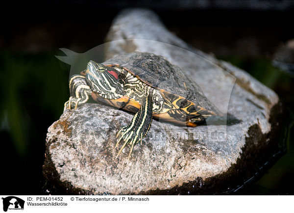 Wasserschildkrte / turtle / PEM-01452