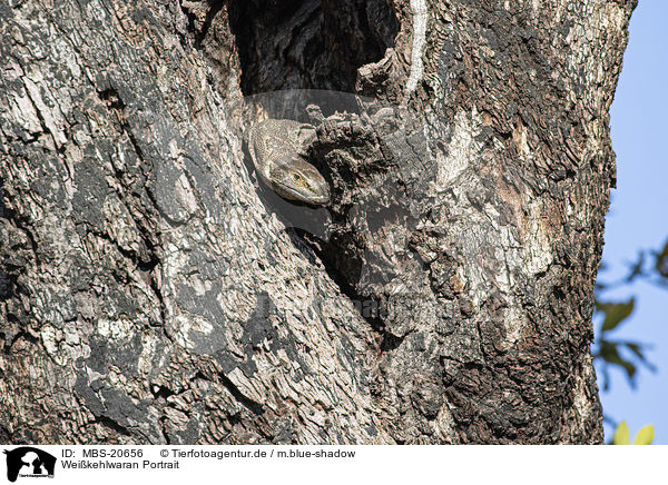 Weikehlwaran Portrait / white-throated Monitor portrait / MBS-20656