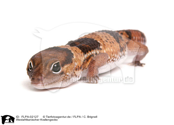 Westafrikanischer Krallengecko / African fat-tailed gecko / FLPA-02127