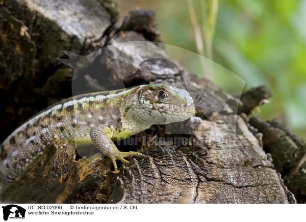 westliche Smaragdeidechse / SO-02090