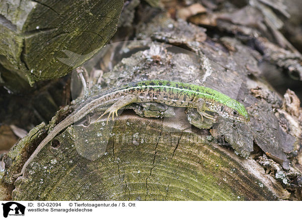 westliche Smaragdeidechse / western green lizard / SO-02094