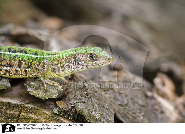westliche Smaragdeidechse / western green lizard / SO-02095