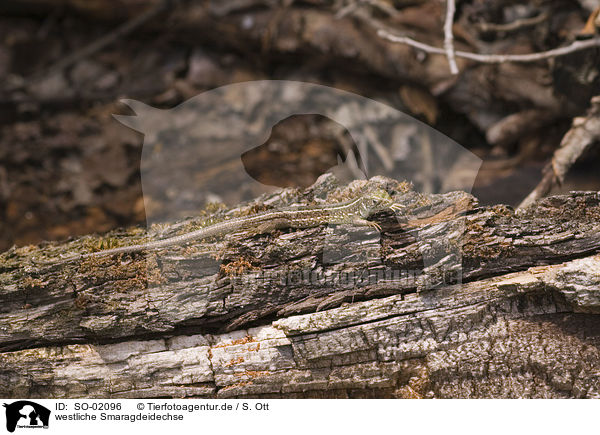 westliche Smaragdeidechse / western green lizard / SO-02096