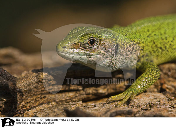 westliche Smaragdeidechse / western green lizard / SO-02108