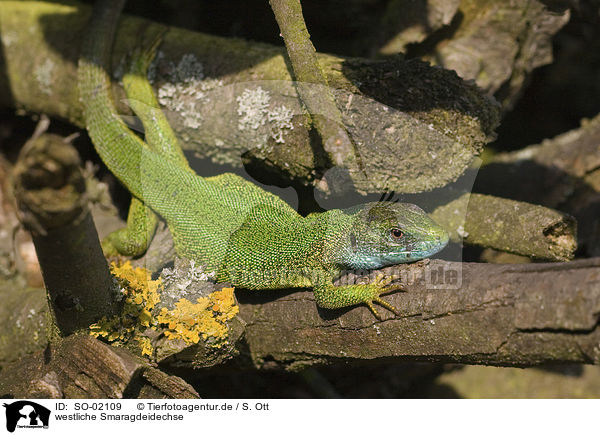 westliche Smaragdeidechse / western green lizard / SO-02109