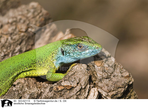 westliche Smaragdeidechse / western green lizard / SO-02113