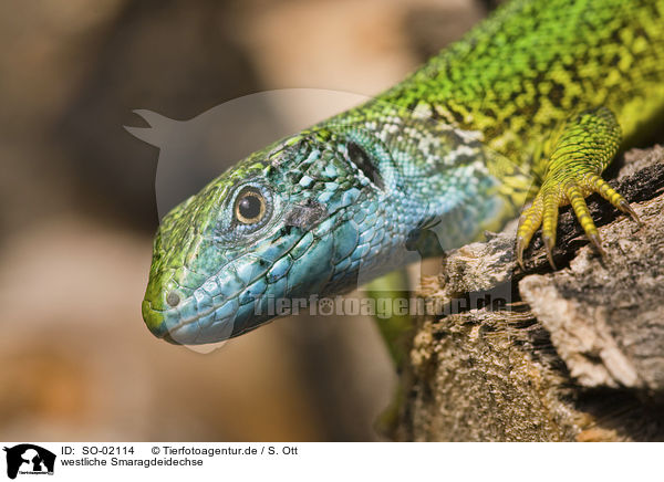 westliche Smaragdeidechse / western green lizard / SO-02114