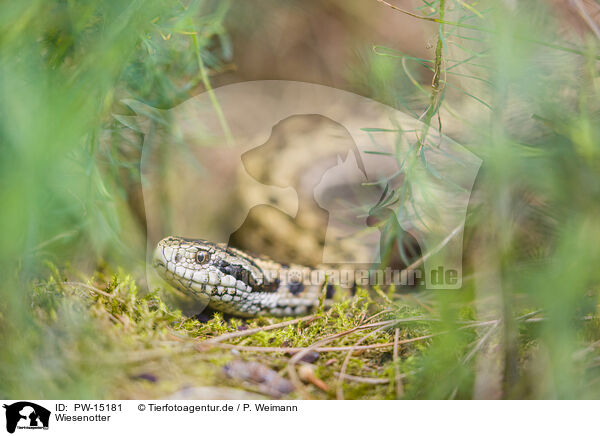 Wiesenotter / field adder / PW-15181