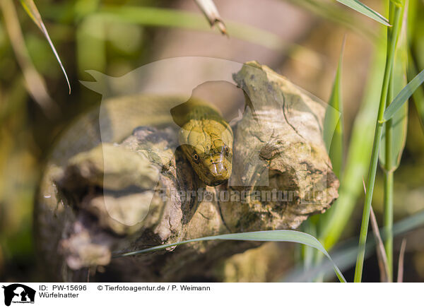 Wrfelnatter / checkered water snake / PW-15696