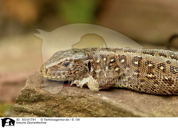 braune Zauneidechse / brown sand lizard / SO-01791