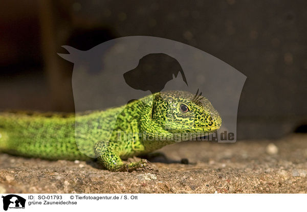 grne Zauneidechse / green sand lizard / SO-01793