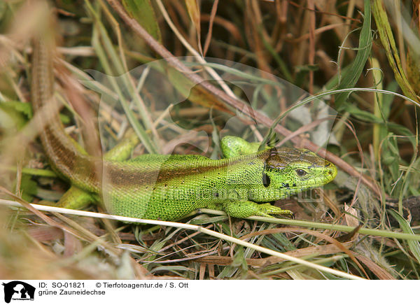 grne Zauneidechse / green sand lizard / SO-01821