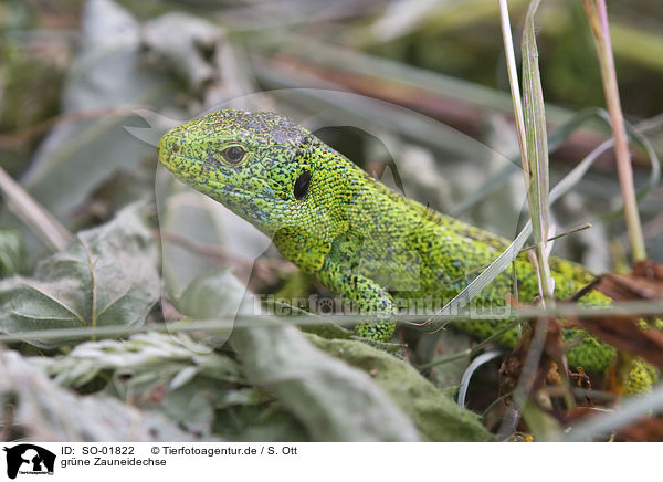 grne Zauneidechse / green sand lizard / SO-01822