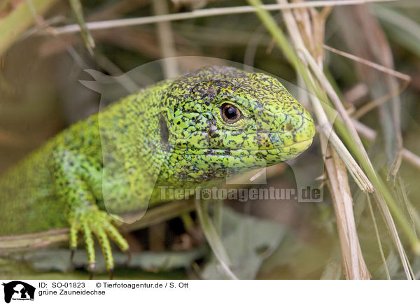 gr�ne Zauneidechse / green sand lizard / SO-01823