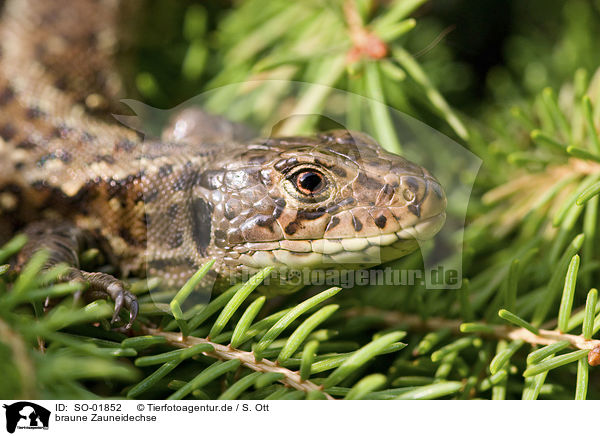 braune Zauneidechse / brown sand lizard / SO-01852