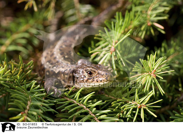 braune Zauneidechse / brown sand lizard / SO-01853