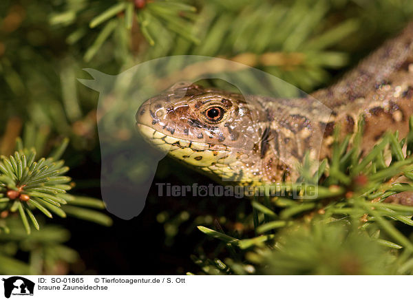 braune Zauneidechse / brown sand lizard / SO-01865