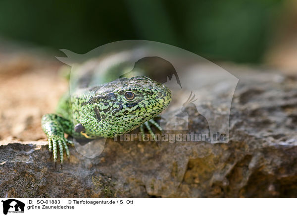 grne Zauneidechse / green sand lizard / SO-01883