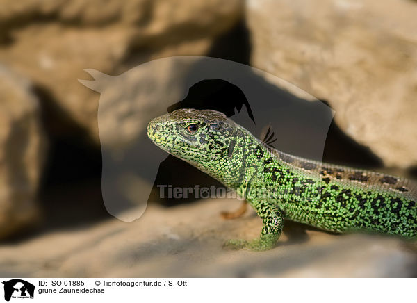 grne Zauneidechse / green sand lizard / SO-01885