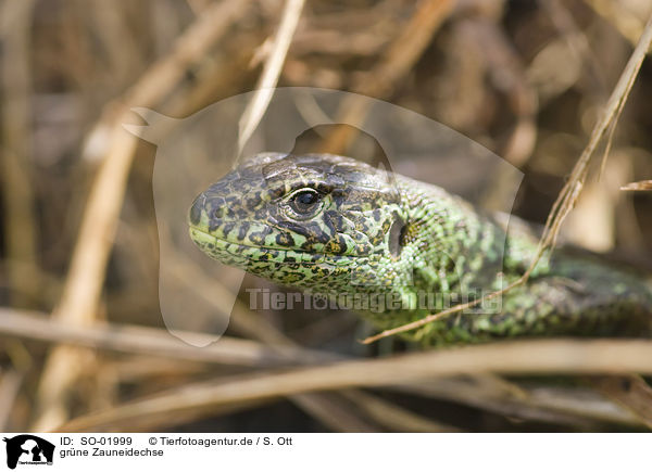 gr�ne Zauneidechse / green sand lizard / SO-01999