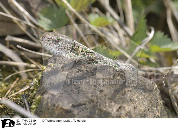 Zauneidechse / sand lizard / THA-02191