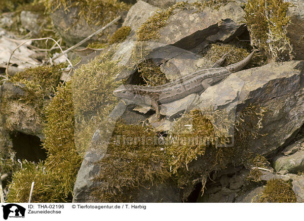 Zauneidechse / sand lizard / THA-02196