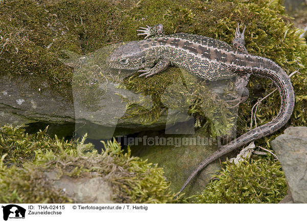 Zauneidechse / sand lizard / THA-02415