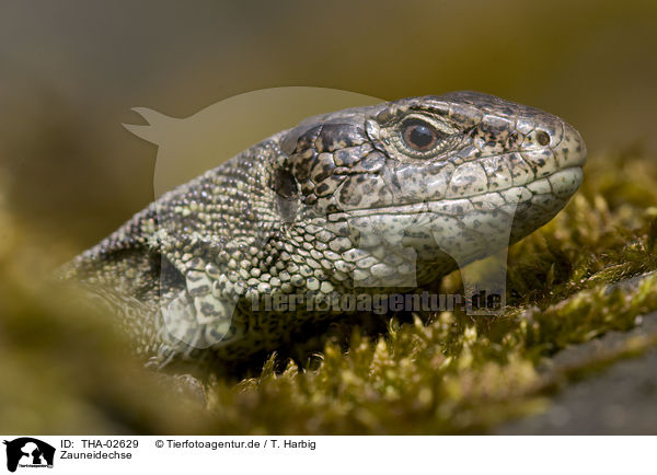 Zauneidechse / sand lizard / THA-02629