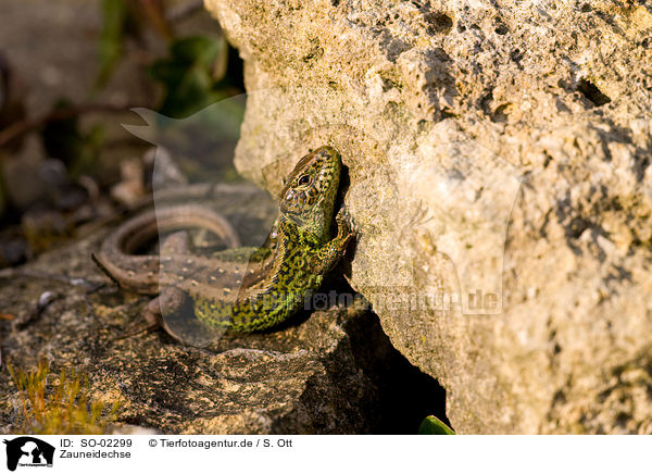 Zauneidechse / sand lizard / SO-02299