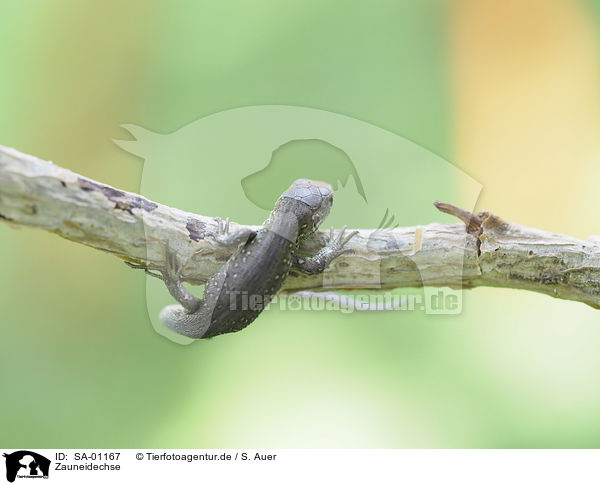 Zauneidechse / Sand Lizard / SA-01167