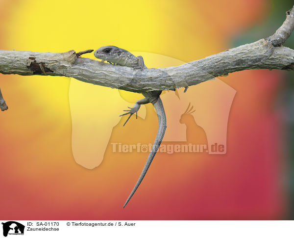 Zauneidechse / SA-01170