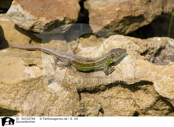 Zauneidechse / sand lizard / SO-02784