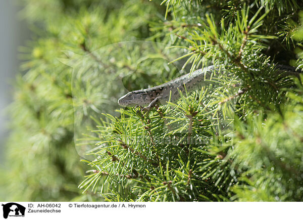 Zauneidechse / sand lizard / AH-06042