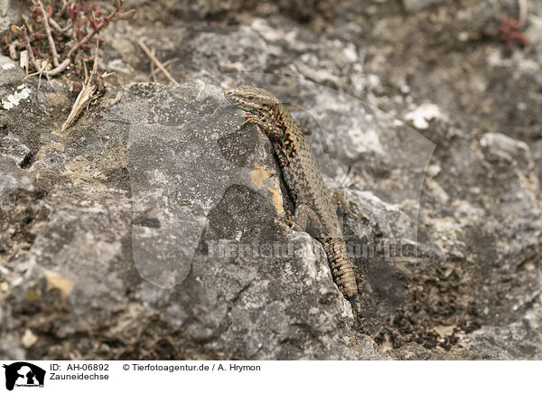 Zauneidechse / sand lizard / AH-06892