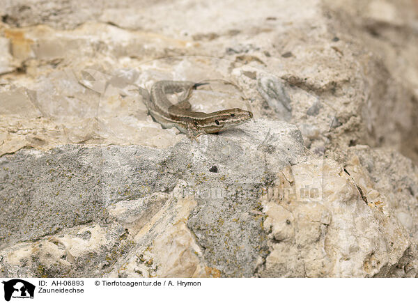 Zauneidechse / sand lizard / AH-06893