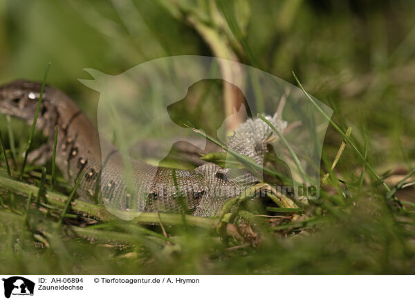 Zauneidechse / sand lizard / AH-06894