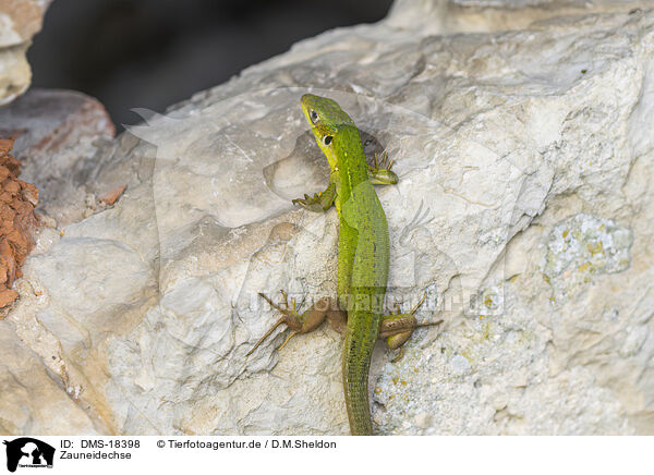 Zauneidechse / sand lizard / DMS-18398