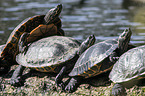 Zierschildkröten