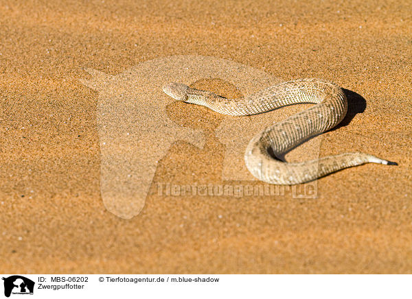 Zwergpuffotter / Peringueys desert adder / MBS-06202