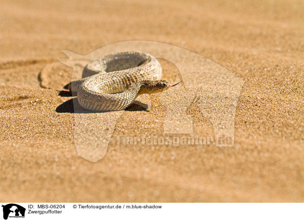 Zwergpuffotter / Peringueys desert adder / MBS-06204