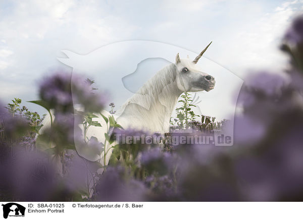 Einhorn Portrait / Unicorn portrait / SBA-01025